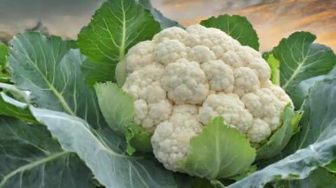 Sabah sebze bahçesinde karnabahar