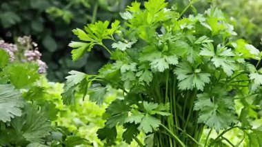 Bahçede maydanoz yetişiyor.