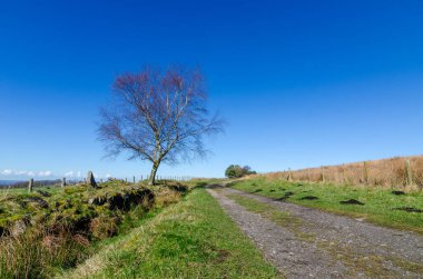 Anglezarke Lancashire Çiftlik Pisti Baharda çıplak ağaç ve mavi gökyüzü