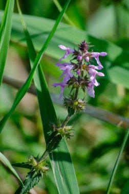 Bataklık Woundwort 'u Stachys palustris seçici odak noktasında pembe çiçekler ve arka planda yeşil çimenler