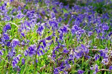 İngiliz çan çiçekleri İlkbaharda seçici bir odak ile ormanda senaryodan uzak Hyacinthoides