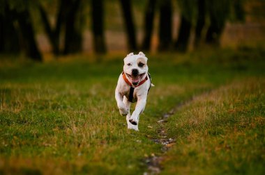 Pitbull köpeği yürüyüşe çıktı. Kameranın merceğine doğru hızla ve neşeyle koşar.