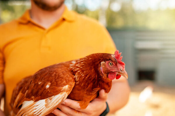 A laying hen in the hands of an employee of a poultry farm. Warm, sunny shades
