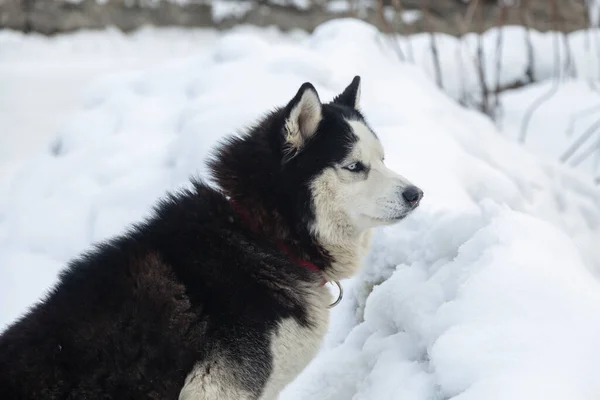 Черно Белая Сибирская Хаски Собака Голубыми Глазами Снежных Условиях — стоковое фото
