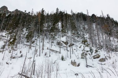 Karla kaplı orman ve dağ manzarasındaki kayalar Vysoke Tatry, Yüksek Tatra Dağları - Slovakya 'daki dağ sırası ve ulusal park