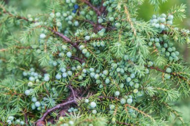 Yeşil yapraklı bir dalda ardıç meyvesi. Juniperus Communis Bush arka plan olarak daima yeşil kozalaklı ağaçtır. Ardıç dalı deseni makro.