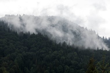 Gri sisli karanlık orman sıradağları ve yükselen bulutlar Karpatlar, Kornogora, Ukrayna