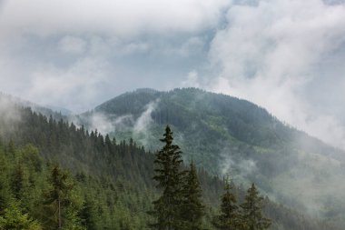 Gri sisli karanlık orman sıradağları ve yükselen bulutlar Karpatlar, Kornogora, Ukrayna