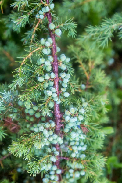 Branches Green Juniper Berries Needle Juniperus Communis Green Carpet Carpathians — Stock Photo, Image