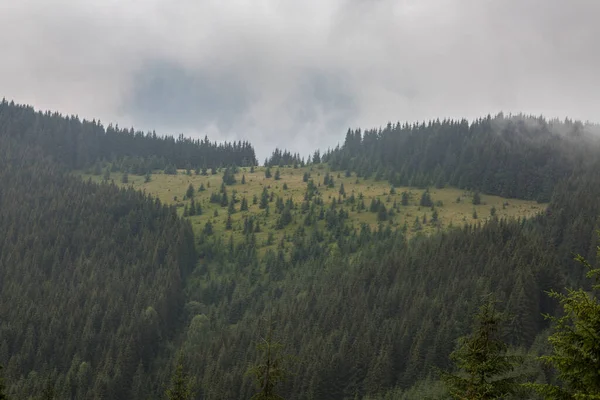 Orman Sıradağlarındaki Yeşil Çayır Gri Derin Sis Bulutlar Karpatlar Dağları — Stok fotoğraf