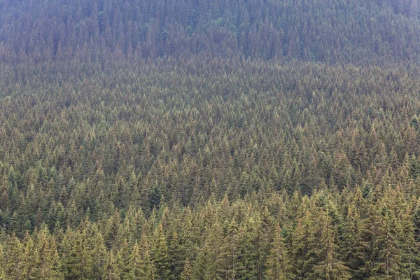 stock image Green pine trees forest pattern alpine forest background, Carpathians, Chornogora, Ukraine