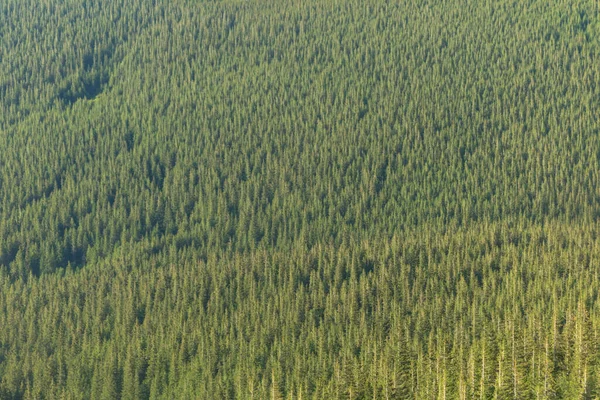 Green pine trees forest pattern alpine forest background, Carpathians, Chornogora, Ukraine