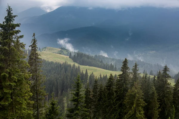 Çam Ağacının Tepesindeki Yeşil Çayır Gri Derin Sis Yükselen Bulutlar — Stok fotoğraf