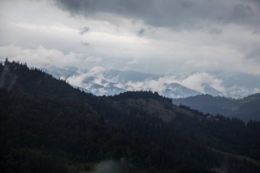 Karpatlar 'ın dağlarında, Chornogora' da, Ukrayna 'da sisli, gri, derin bir sis içinde karanlık orman sıradağları.