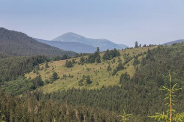 Hoverla dağı çimenli dağ tepeleri ve çayır yeşil yemyeşil çimlerle kaplıydı. Karpat Dağları, Ukrayna