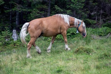 Ladin ormanlarında güzel bir at. Yeşil ve mavi dağlar ve tepeler. Karpat Dağları, Ukrayna