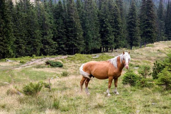 Piękny Koń Lasach Świerkowych Zielone Niebieskie Góry Wzgórza Karpaty Ukraina — Zdjęcie stockowe