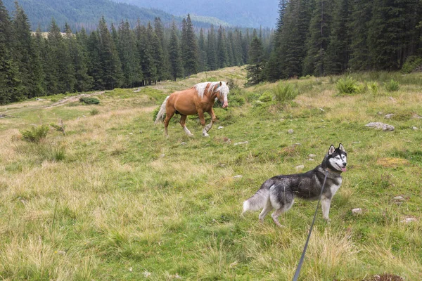 Prachtig Paard Siberische Husky Hond Sparren Bossen Groene Blauwe Bergen — Stockfoto