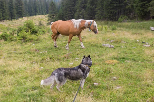 Prachtig Paard Siberische Husky Hond Sparren Bossen Groene Blauwe Bergen — Stockfoto