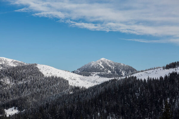 Beautiful mountains peak and trees covered in snow under blue cloudy sky, mount Petros and Lysycha meadow of Marmarosy, Carpathian Mountains, Ukraine