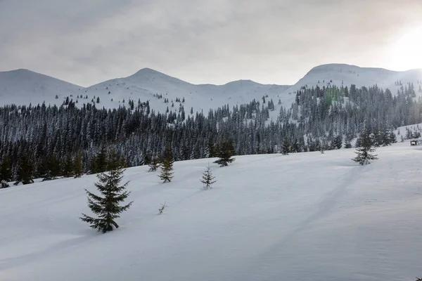풍경은 겨울의 뜨거운 겨울눈 나무를 있었다 Marmarosy Carpathian Mountains — 스톡 사진