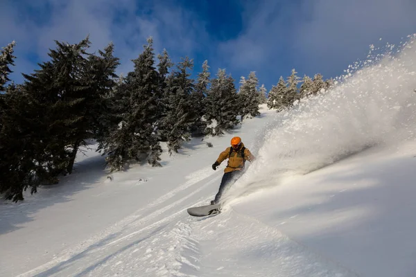 Snowboarder Actif Parmi Les Épicéas Enneigés Laissant Derrière Lui Une — Photo