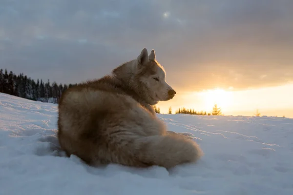 Сибирский Хаски Собака Сидит Снегу Зимний Вечер Закате Горах Свежий — стоковое фото