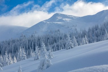 Büyük buzlu bir dağın önünde taze karla kaplı Noel ladin ağaçları. Marmarosy taşra arazisi, Karpat dağları.