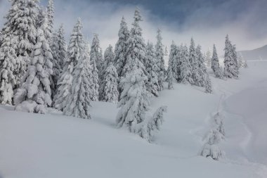 Büyük buzlu bir dağın önünde taze karla kaplı Noel ladin ağaçları. Marmarosy taşra arazisi, Karpat dağları.