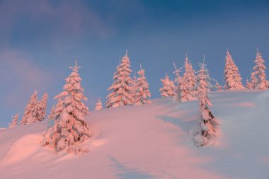 Noel ladin ağaçları taze karla kaplı rüzgarlı turuncu günbatımı altında gökyüzü güzel dağlarda, beyaz kış peri masallarında