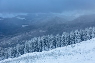 Kış ormanındaki ilk kar. Karpatlar açık hava konsepti.