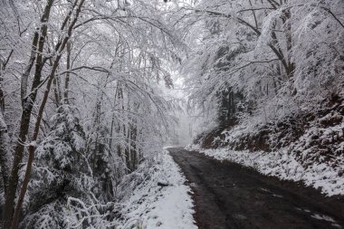 Ağaç dallarındaki ilk kar ve kış ormanlarındaki ıslak kil yolu. Açık hava maceraları konsepti