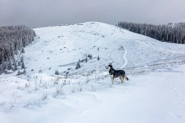 Сибирская Хаски Собака Довольна Первым Снегом Зимнем Лесу Концепция Наружного — стоковое фото