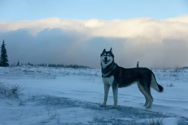 Крупный План Сибирской Хаски Собаки Довольной Первым Снегом Зимнем Лесу — стоковое фото