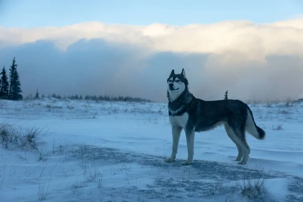 Primer Plano Perro Husky Siberiano Feliz Con Primera Nieve Bosque — Foto de Stock