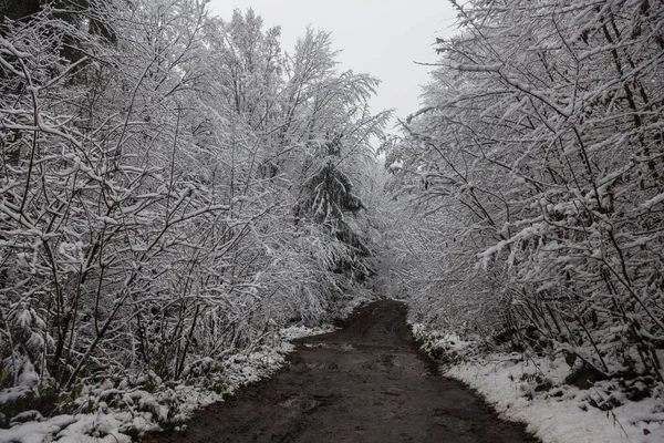 Ağaç Dallarındaki Ilk Kar Kış Ormanlarındaki Islak Kil Yolu Serüven — Stok fotoğraf