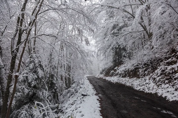Ağaç Dallarındaki Ilk Kar Kış Ormanlarındaki Islak Kil Yolu Açık — Stok fotoğraf