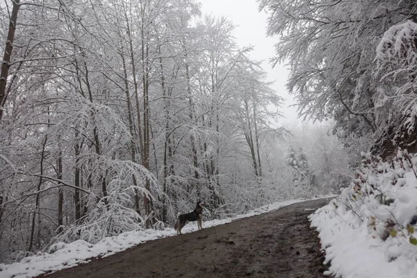 Ağaç Dallarındaki Ilk Kardan Kış Ormanlarındaki Islak Kil Yoldan Mutlu — Stok fotoğraf