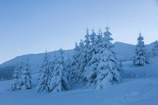 형에는 솜털같은 눈으로 전나무들도 있습니다 Marmarosy Carpathian Mountains — 스톡 사진