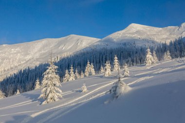 Kışın dağlarda, Karpatya dağlarında bembeyaz karla kaplı ladin ağaçları. Marmarosy, Karpat Dağları
