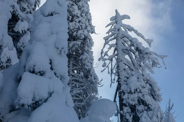 가문비나무 솜털같은 눈으로 가지들 겨울에는 손대지 카르파티아 — 스톡 사진