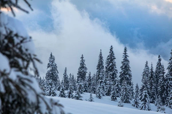 가문비나무 산에서 눈으로 아름다운 카르파티아 — 스톡 사진