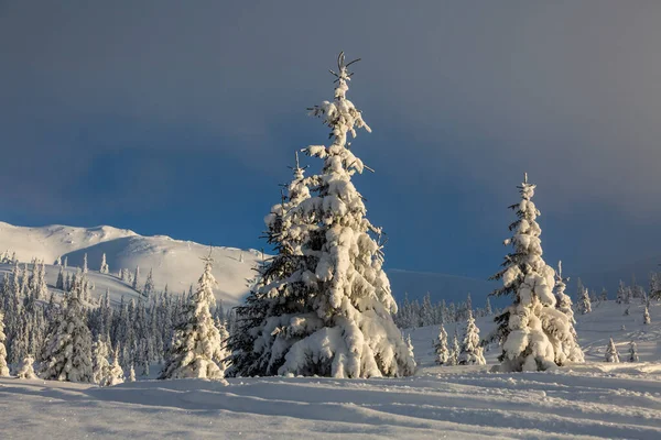 Spruce Trees Covered White Fluffy Snow Winter Mountains Carpathian Mountains Stock Photo