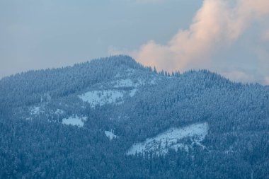 Ladin ağaçlarından oluşan duvar kış dağlarında karla kaplıdır. Güzel Karpat Yoğun Kış Ormanı