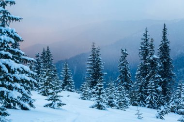 Ladin ormanları kış dağlarında beyaz karla kaplıdır. Güzel Karpatlar sıradağları