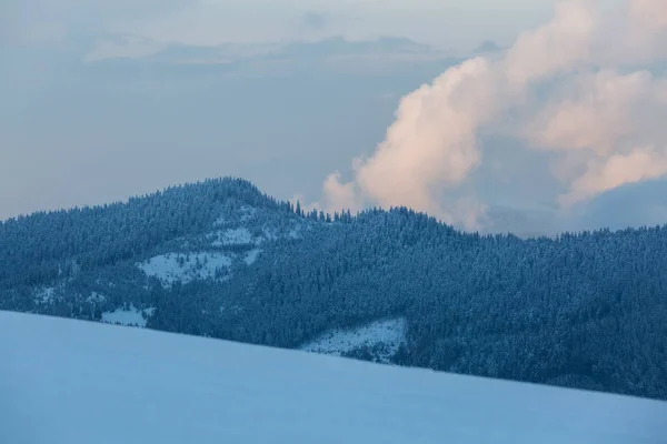 Muur Van Sparren Bomen Bedekt Met Sneeuw Winterbergen Prachtig Karpaten — Stockfoto