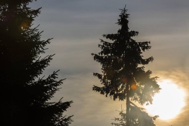 Gün batımında ladin ağaçlarıyla muhteşem bir kış manzarası. Dağlarda dramatik bulutlu gökyüzü.