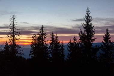 Batan güneşin pembe-turuncu ışığında Noel ağaçlarının ve ladin ağaçlarının siluetleri. Dağlarda dramatik gökyüzü ve bulutlar