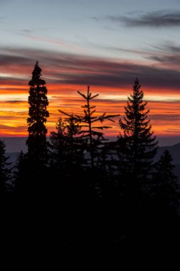 Batan güneşin pembe-turuncu ışığında Noel ağaçlarının ve ladin ağaçlarının siluetleri. Dağlarda dramatik gökyüzü ve bulutlar