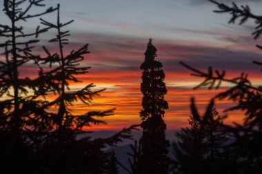 Batan güneşin pembe-turuncu ışığında Noel ağaçlarının ve ladin ağaçlarının siluetleri. Dağlarda dramatik gökyüzü ve bulutlar